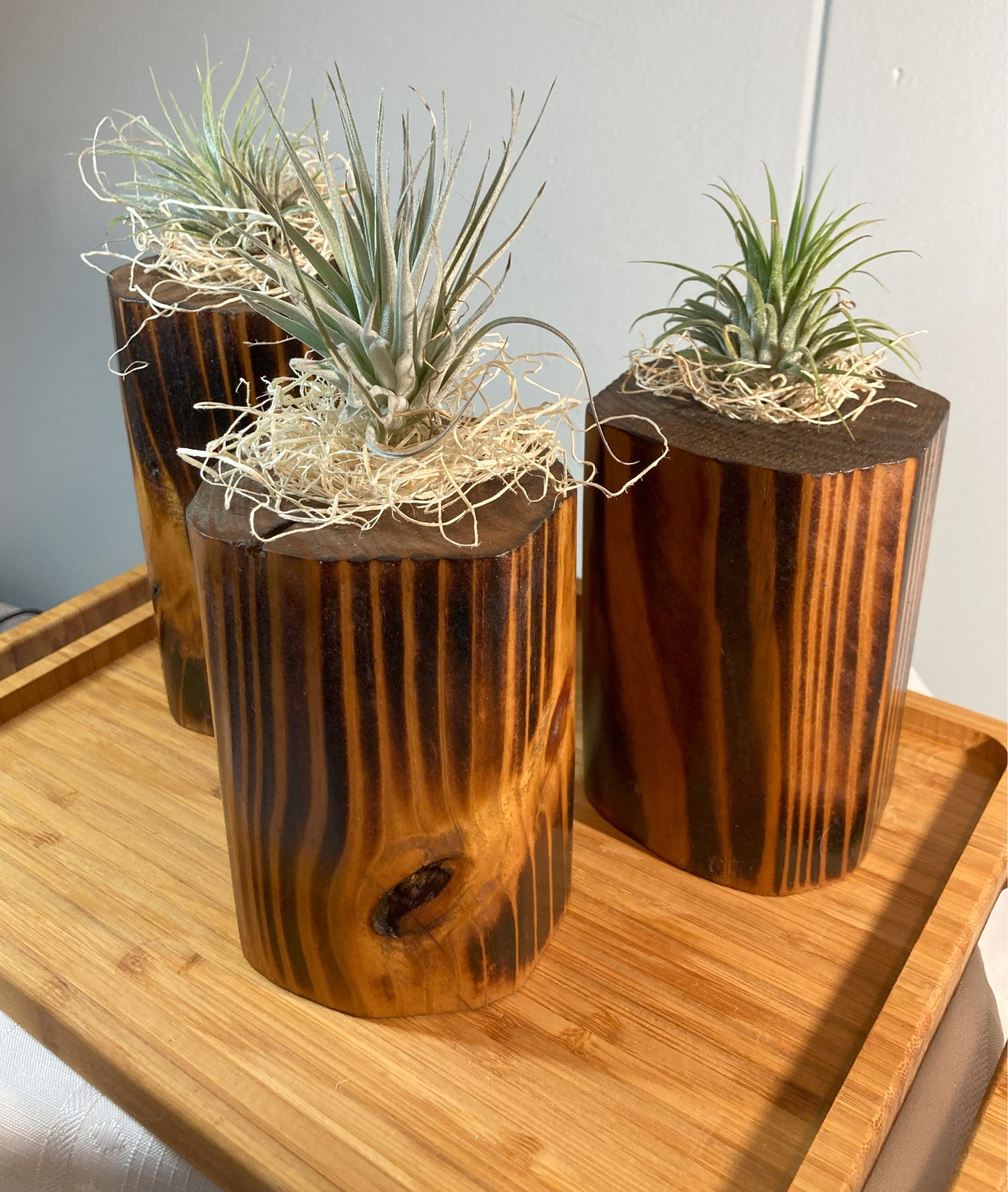 Burnt Wood Air Plant Holders