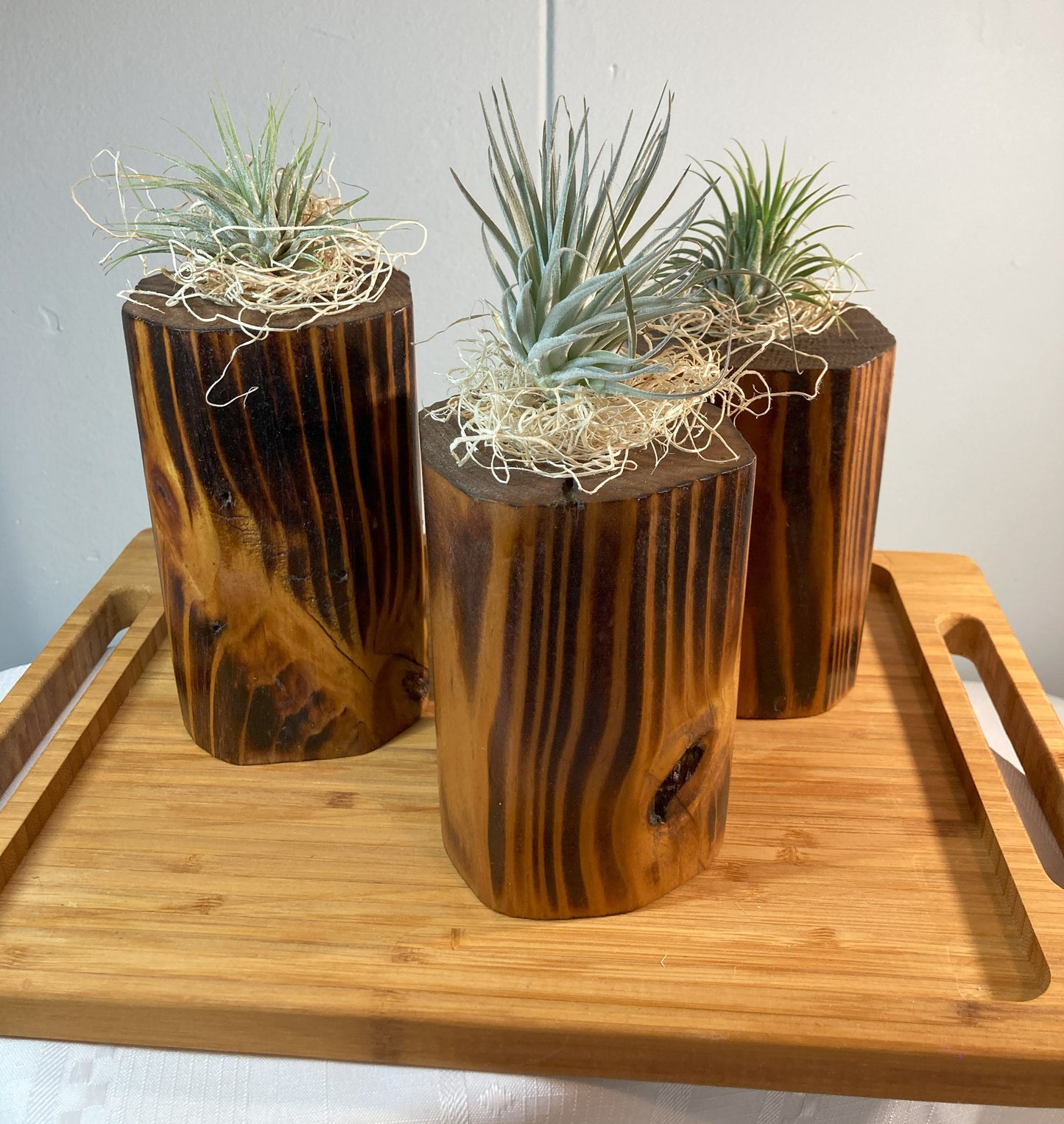 Burnt Wood Air Plant Holders
