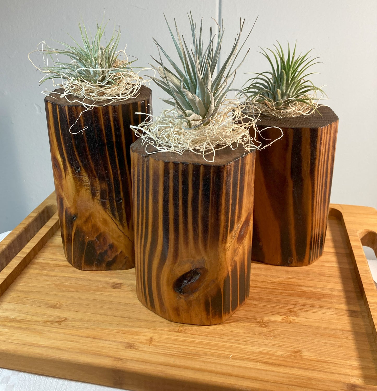 Burnt Wood Air Plant Holders