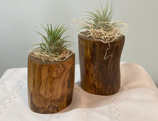 Wood Air Plant Holders