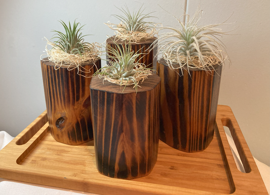 Burnt Wood Air Plant Holders
